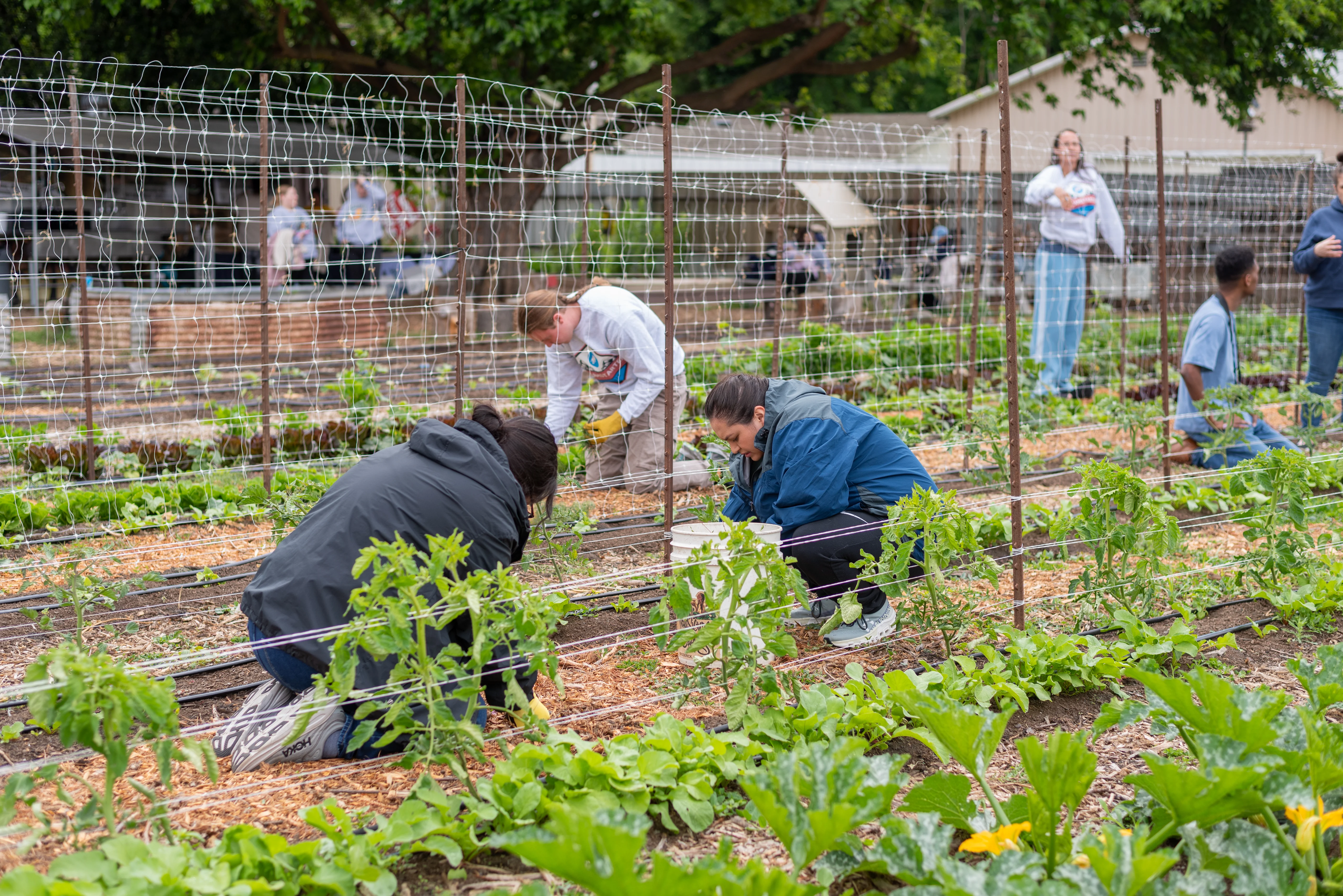 Community garden photography with native growers